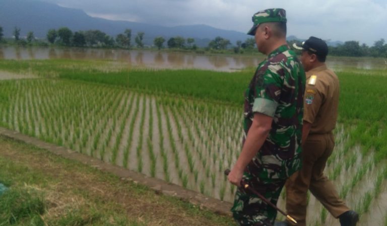 Pasca Banjir, Puluhan Hektar Sawah di Majalengka Gagal Panen